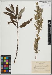 Foto von Salix lapponum L. x Salix viminalis L.